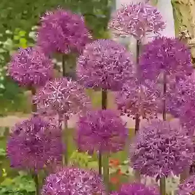 Purple Mix